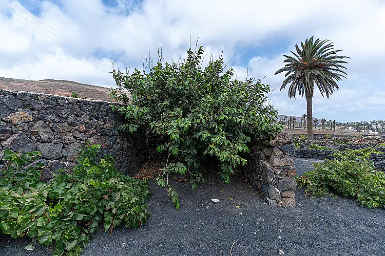 LOCATION HARIA 110926-56 Foto für diese Immobilie Freistehend Landhaus in Haría